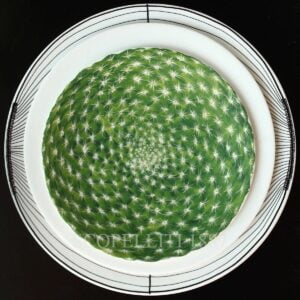 taitu presentation plate ferri cactus