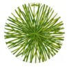 Taitù Charger Plate Life In Green – Set of 4