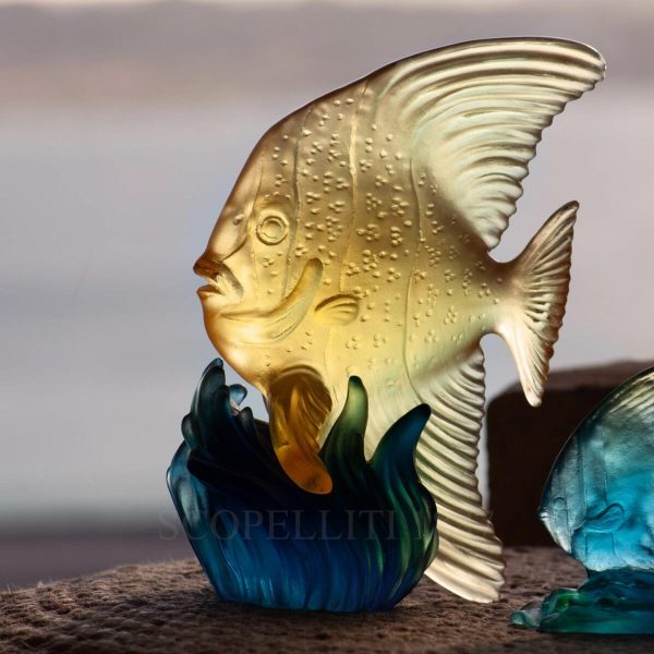 daum maya platax fish yellow blue medium