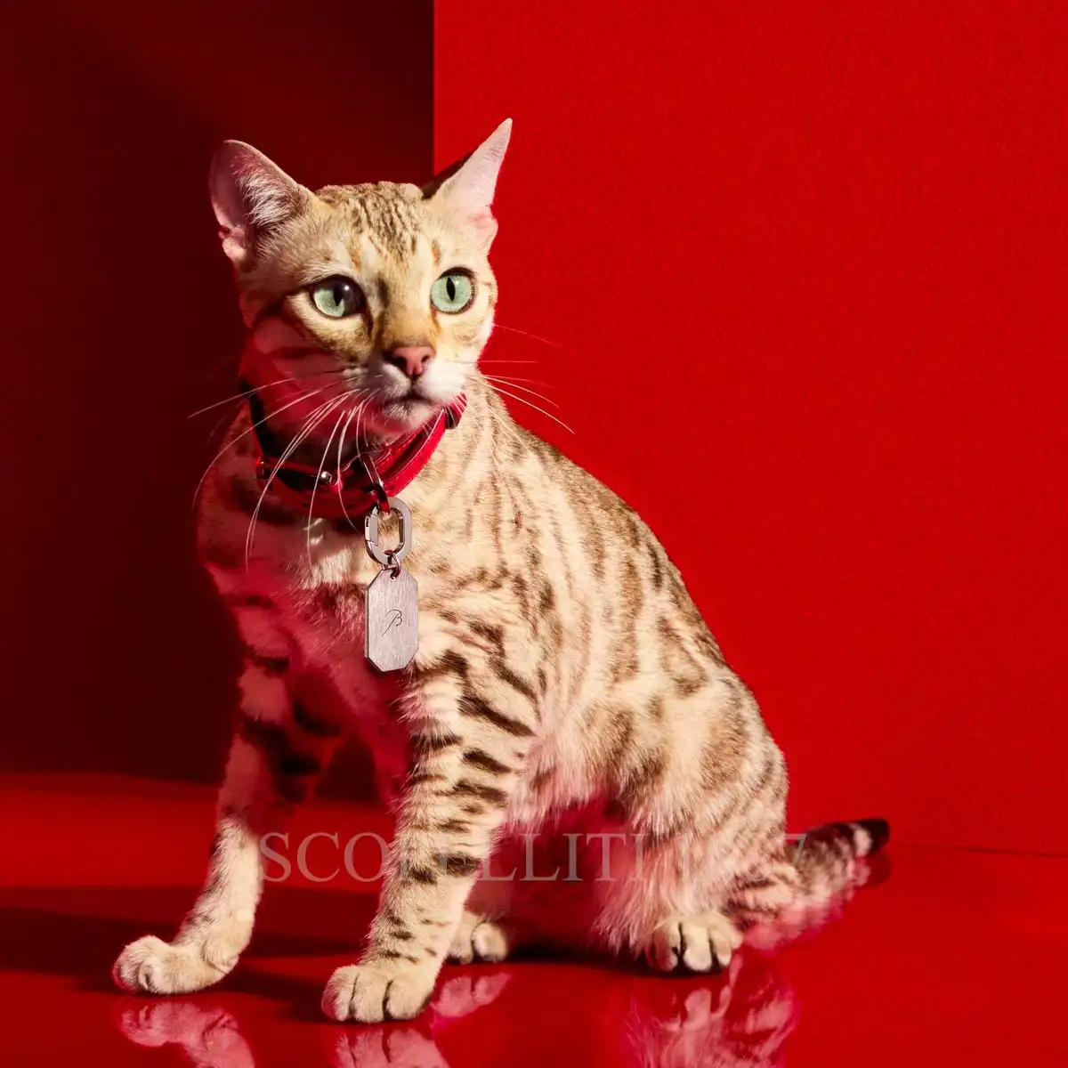 baccarat pet collar louxor S for cats and small dogs
