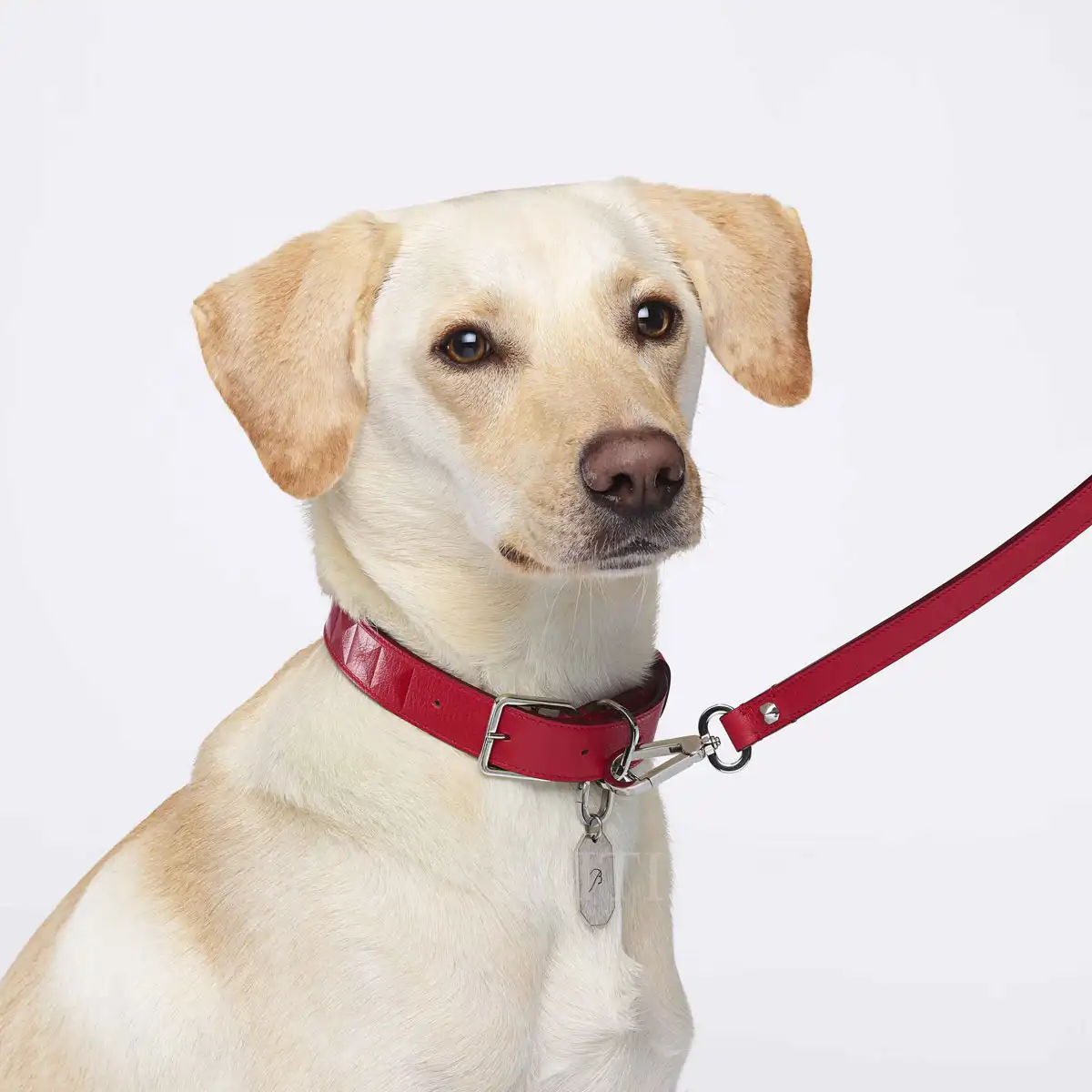 designer dog collar baccarat