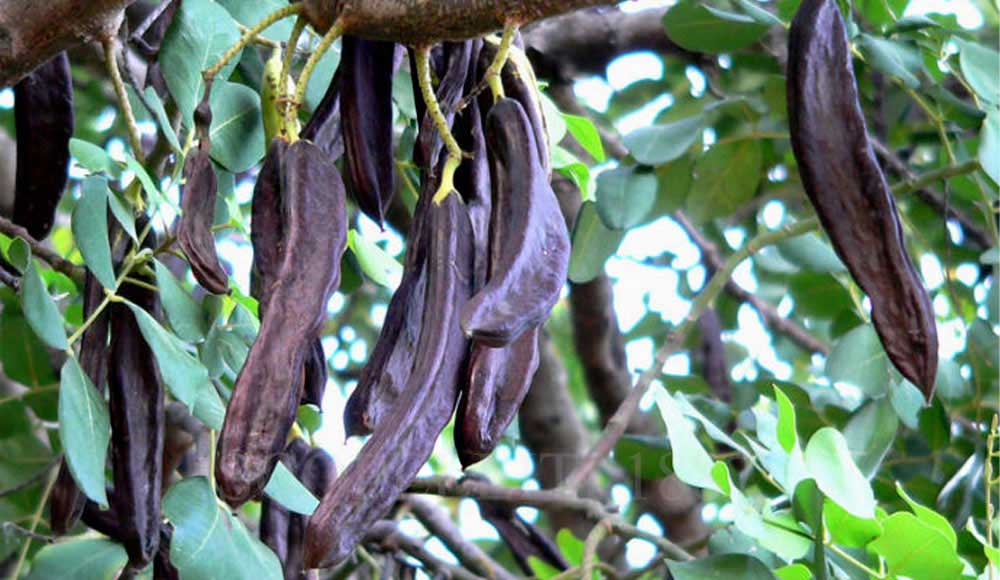 carob tree