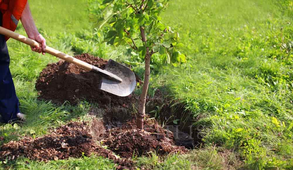 planting the tree