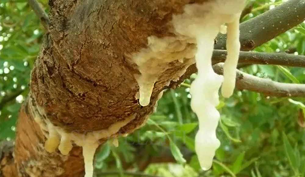 the manna ash tree