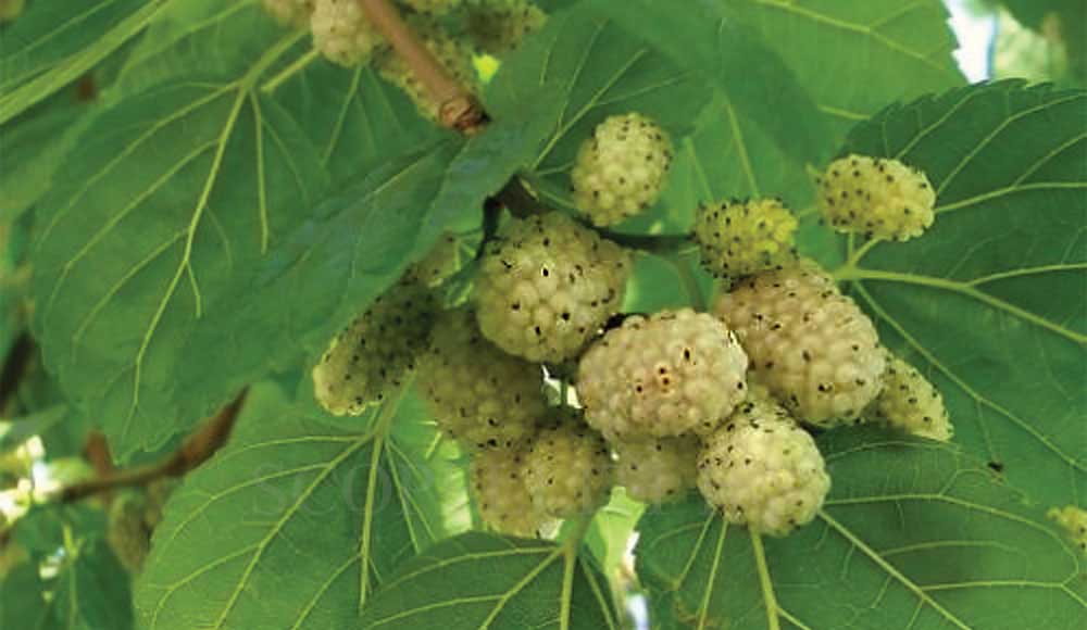 the white mulberry