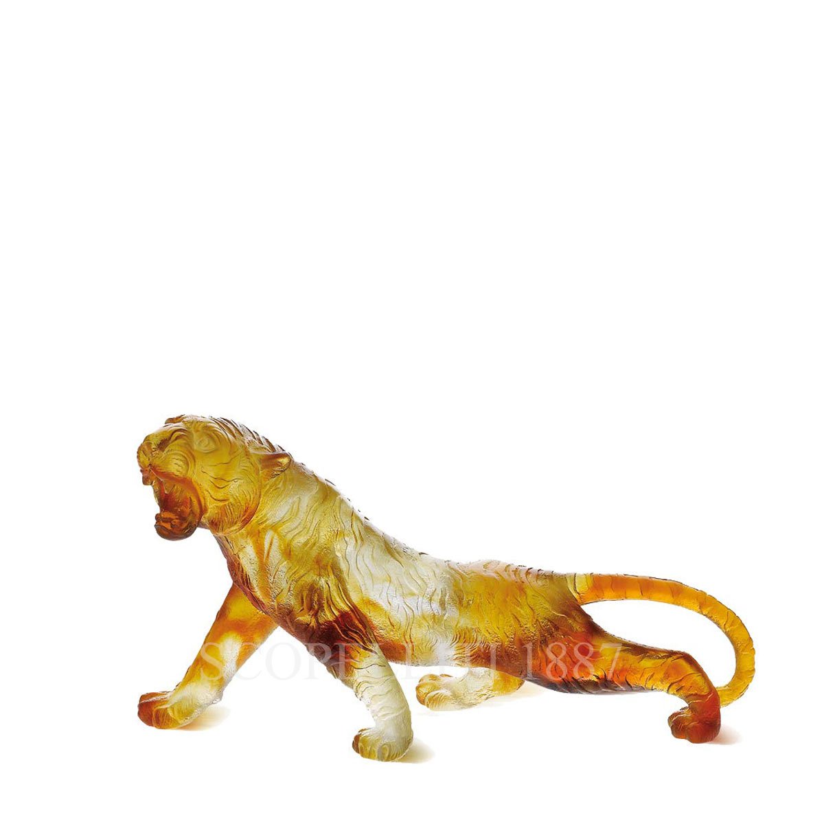 Daum Amber Bengal Tiger
