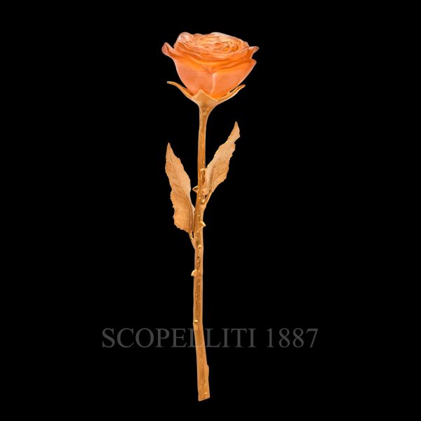 daum orange pink gold eternal rose